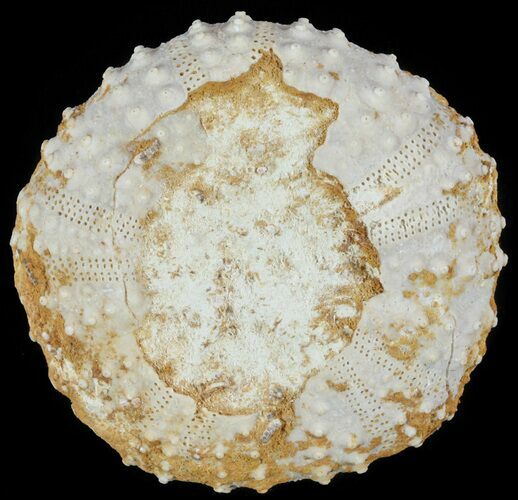 Tetragramma Fossil Echinoid (Sea Urchin) - Morocco #61399